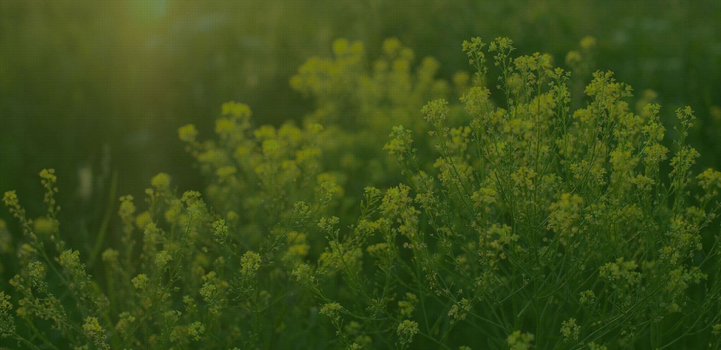 Diagnostic Herbal Centre