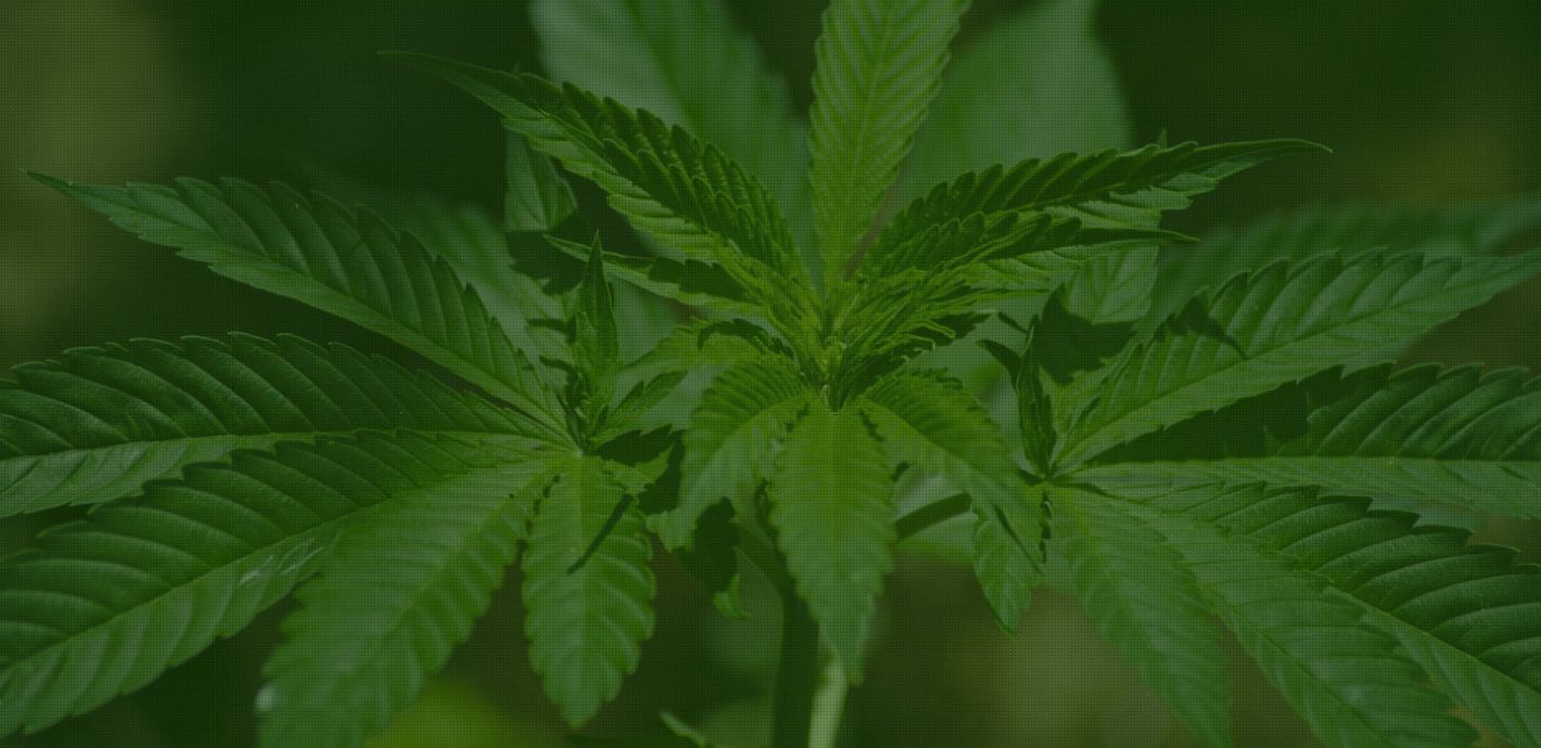 Diagnostic Herbal Centre